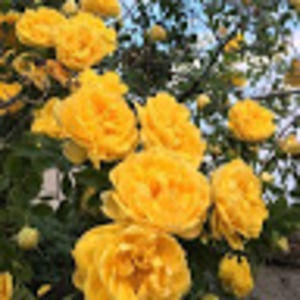 Meet your Posher, Summer